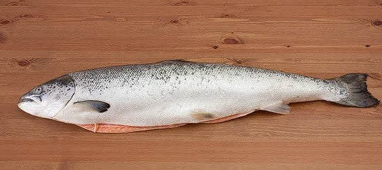 Whole gutted Atlantic Salmon