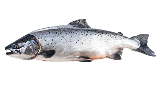 Whole gutted Atlantic Salmon
